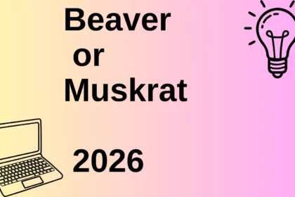 Beaver or Muskrat