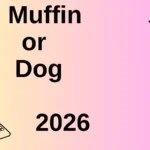 Muffin or Dog