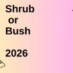 Shrub or Bush