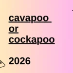 cavapoo or cockapoo