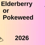 Elderberry or Pokeweed