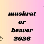 muskrat or beaver