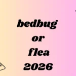 bedbug or flea