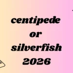 centipede or silverfish